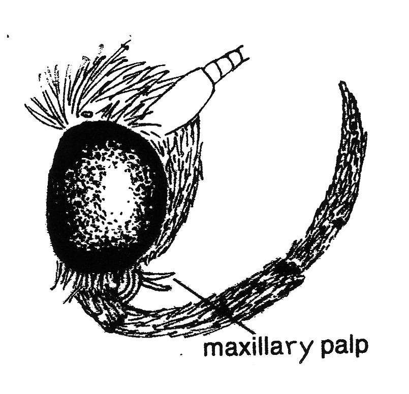 Head of Acrolepiopsis assectella (Plutellidae).